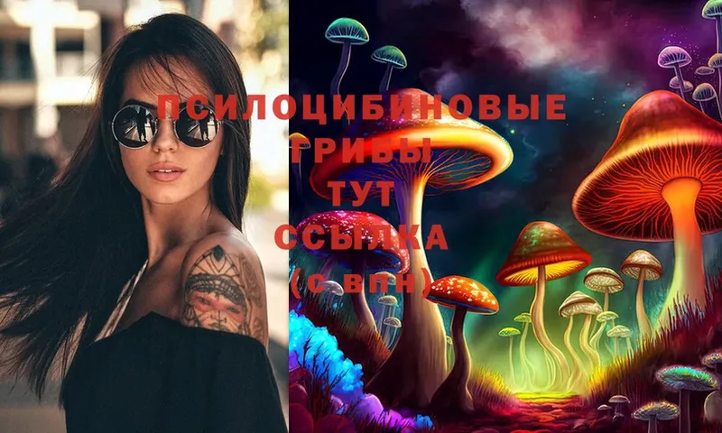 Псилоцибиновые грибы Psilocybe  как найти   Рязань 